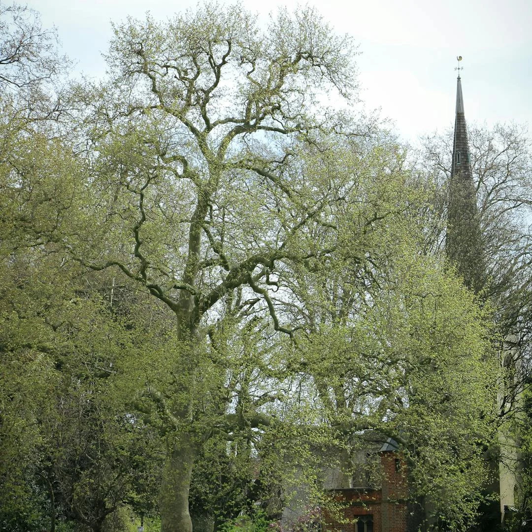 Prospect Park Reading
