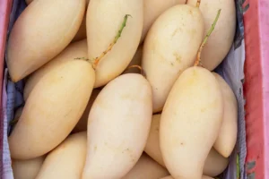 Best Mango Varieties